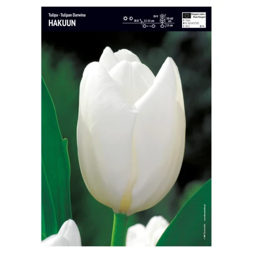 Tulipan biały– 3 szt. – Hakuun
