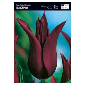 Tulipan fioletowy liliokształtny – 3 szt. – 'Burgundy'