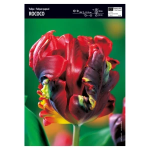 Tulipan 'Rococo' – 3 szt.