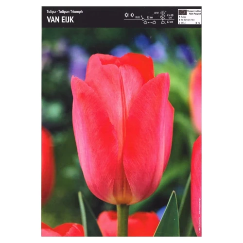Tulipan czerwony – 3 szt. – Van Eijk