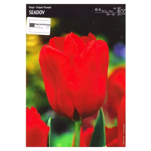Tulipan czerwony – 3 szt. – Seadov