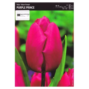 Tulipan fioletowy– 3 szt. – 'Purple prince'
