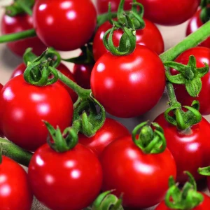 Pomidor cherry 'Cherrola' F1 - Nasiona - Kiepenkerl