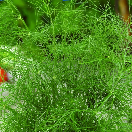 Koper doniczkowy Ella - nasiona na krążku - Kiepenkerl