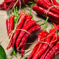 Papryka chili Cayenna - Nasiona - Kiepenkerl