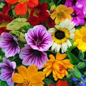 Mieszanka kwiatów jadalnych – nasiona Kiepenkerl – dekoracyjne i smaczne kwiaty do ogrodu