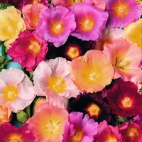 Malwa Happy Lights - Nasiona - Kiepenkerl