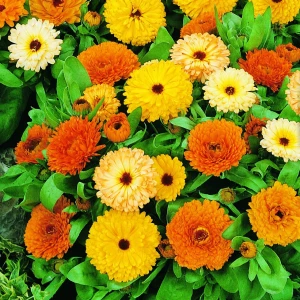 Nagietek lekarski ‘Fiesta Gitana Mix’ – nasiona Kiepenkerl – kompaktowe, długo kwitnące kwiaty