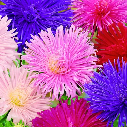 Aster chiński Strahlen-Mix - Nasiona - Kiepenkerl