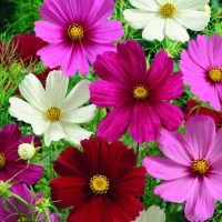 Kosmos podwójnie pierzasty Sensations-Mix - Nasiona - Kiepenkerl