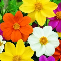 Dalia Mignon-Mix - Nasiona - Kiepenkerl