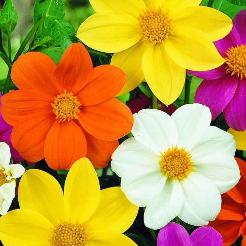 Dalia Mignon-Mix - Nasiona - Kiepenkerl