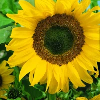 Słonecznik zwyczajny Hohe Riesen - Nasiona - Kiepenkerl