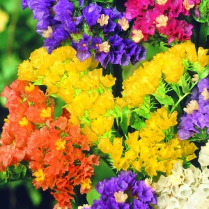 Zatrwian mix – nasiona Kiepenkerl – idealny do suchych bukietów i trwałych kompozycji