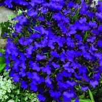 Lobelia przylądkowa Kaiser Wilhelm - Nasiona - Kiepenkerl