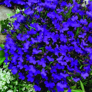 Lobelia przylądkowa ‘Kaiser Wilhelm’ – intensywnie kwitnąca odmiana o żywym fiolecie – Nasiona Kiepenkerl