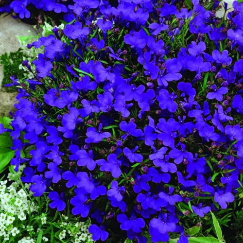 Lobelia przylądkowa Kaiser Wilhelm - Nasiona - Kiepenkerl