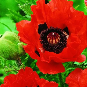 Mak wschodni ‘Olympiafeuer’ – wieloletnia odmiana o ognistoczerwonych, dużych kwiatach – Nasiona Kiepenkerl