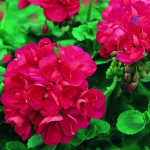 Pelargonia rabatowa ‘Orbit Rot’ F1 – nasiona – intensywnie czerwone kwiaty aż do przymrozków
