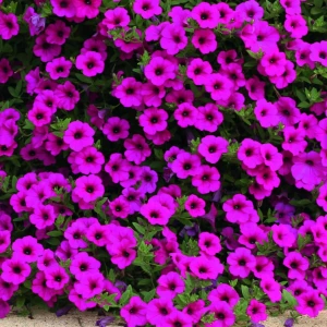 Petunia zwisająca ‘Velvet Purple’ F1 – nasiona – intensywnie fioletowe, zwisające kwiaty przez całe lato