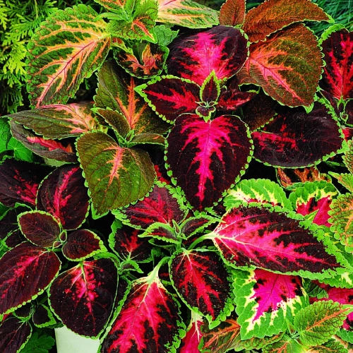 Koleus Blumego - Mix Nasion - Kiepenkerl