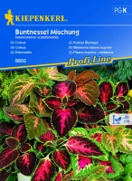 Koleus Blumego - Mix Nasion - Kiepenkerl przód