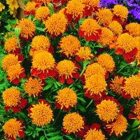 Aksamitka rozpierzchła Orangeflamme - Nasiona - Kiepenkerl