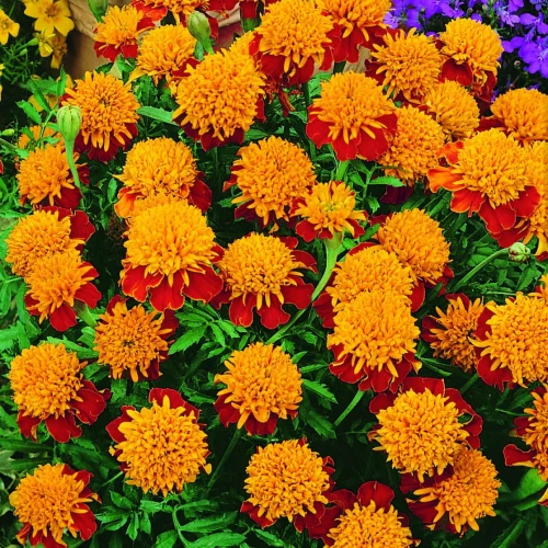 Aksamitka rozpierzchła Orangeflamme - Nasiona - Kiepenkerl