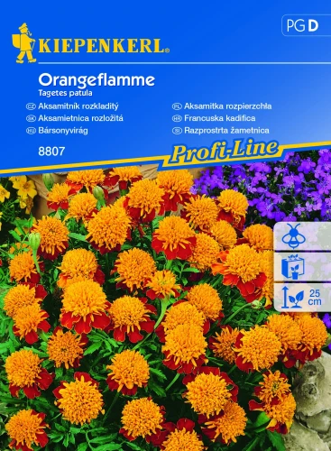 Aksamitka rozpierzchła Orangeflamme - Nasiona - Kiepenkerl przód