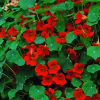 Nasturcja Kaiserin Victoria - Nasiona - Kiepenkerl