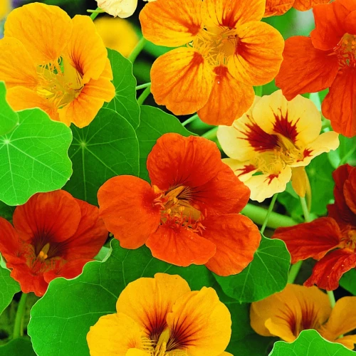 Nasturcja Rankender - Mix Nasion - Kiepenkerl