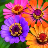 Cynia wytworna Bumblebee - Nasiona - Kiepenkerl