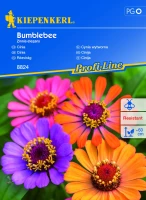 Cynia wytworna Bumblebee - Nasiona - Kiepenkerl przód