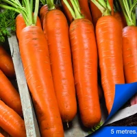 Marchew Nominator F1 - Nasiona na taśmie - Kiepenkerl