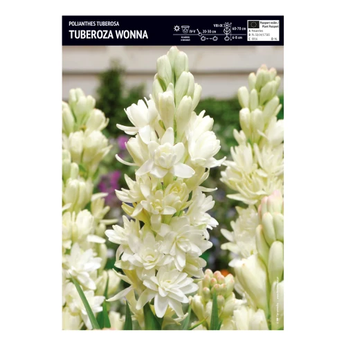 Tuberoza Wonna - 10 szt.