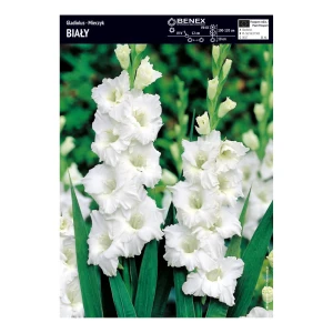 Mieczyk biały – 5 cebulek – eleganckie kwiaty do ogrodu i bukietów – Benex