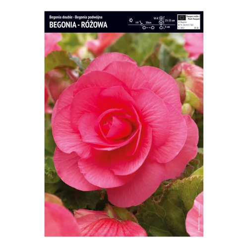 Begonia Pełna Różowa Large Flowered Double  - 3 szt.