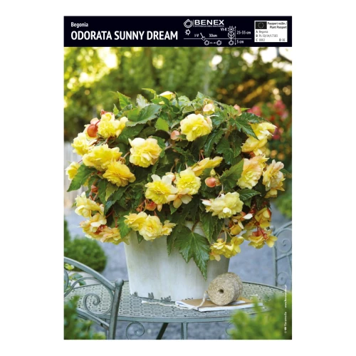 Begonia Pełna Odorata Sunny Dream - 3 szt.