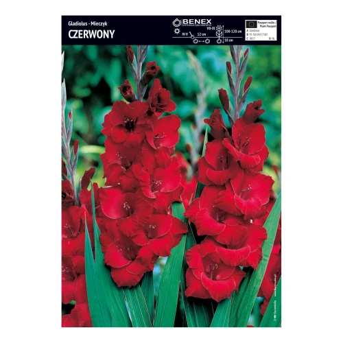 Mieczyk Czerwony - 5 szt.