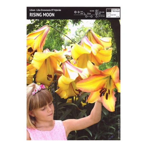Lilia Drzewiasta Rising Moon - 1 szt..webp