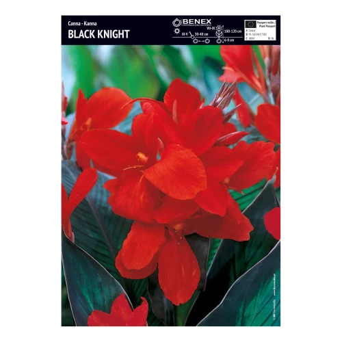 Kanna Black Night - 1 szt.