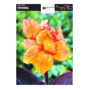 Kanna Wyoming – 1 cebulka – egzotyczne pomarańczowe kwiaty do ogrodu – Benex