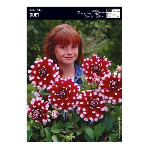 Dalia Duet - 1 szt.