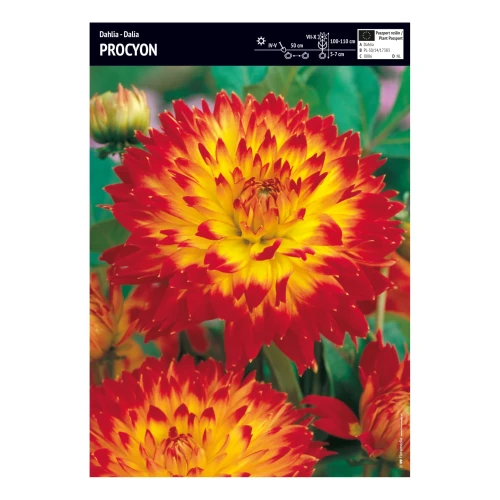 Dalia Procyon - 1 szt.