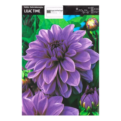Dalia Lilac Time - 1 szt.