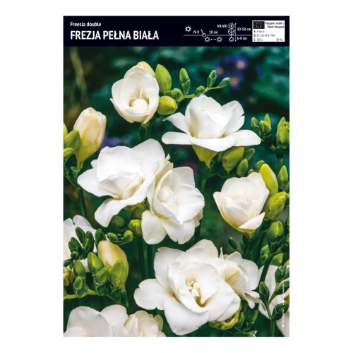 Frezja Pełna Biała - 10 szt.
