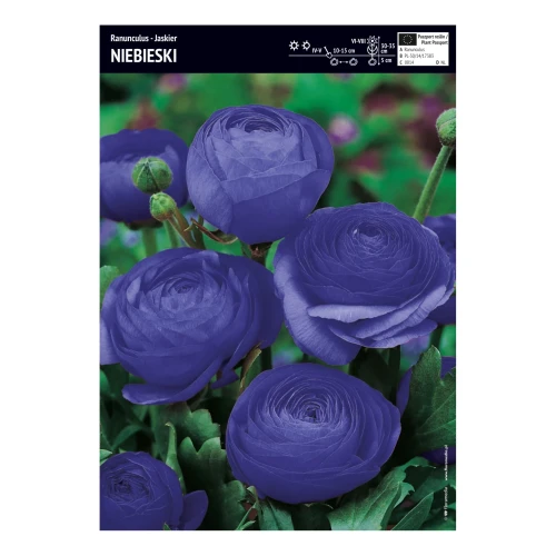 Jaskier Niebieski - 10 szt.