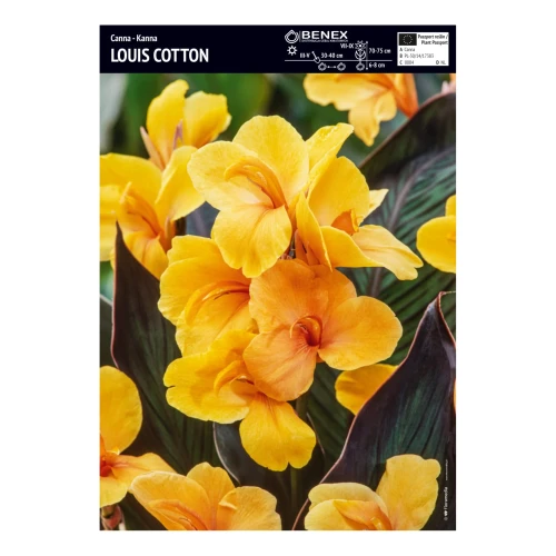 Kanna Louis Cotton - 1 szt.