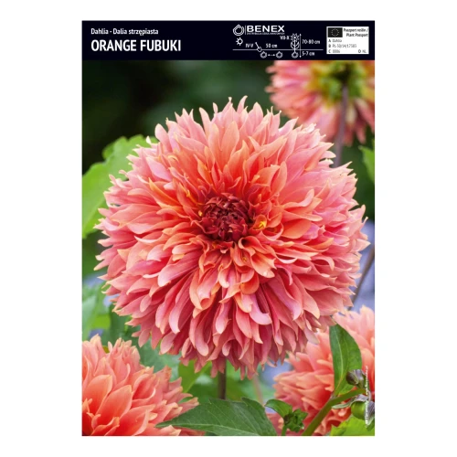 Dalia Orange Fubuki - 1 szt.