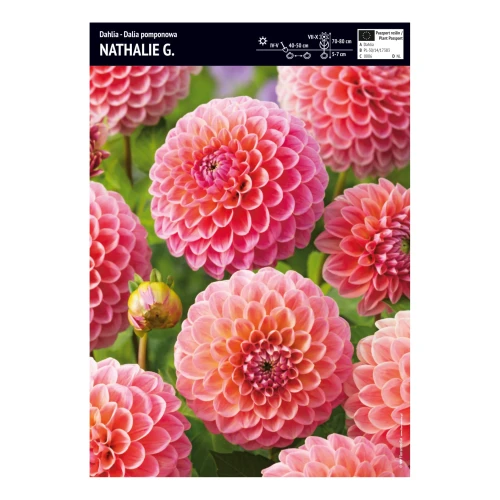 Dalia Pomponowa Nathalie G - 1 szt.